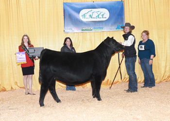 Junior Heifer Calf Champion - Div 2