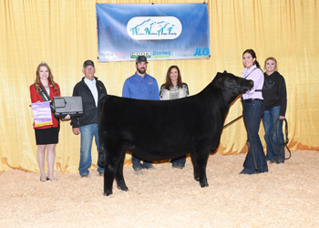 Junior Heifer Calf Champion - Div 1