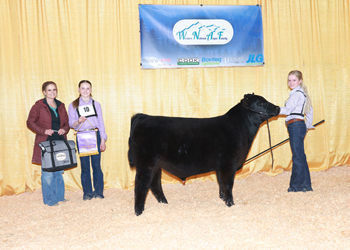 Fall Bull Calf Champion