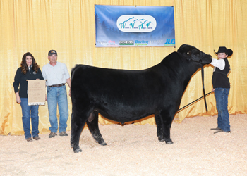 Bred-and-owned Junior Champion Bull