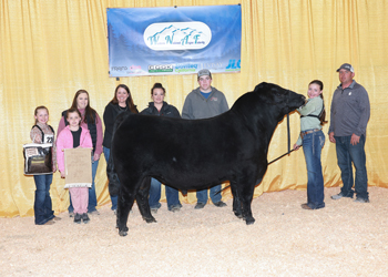 Bred-and-owned Reserve Intermediate Champion Bull