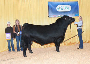 Senior Champion Bull