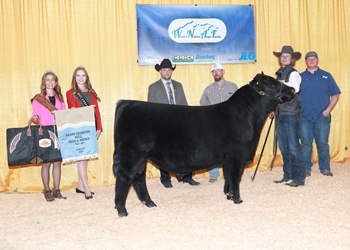 Grand Champion Bred-and-owned Bull