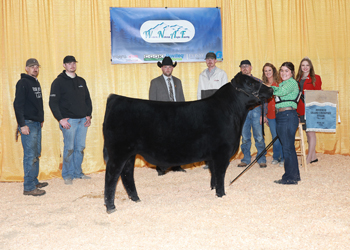 Reserve Grand Champion Steer