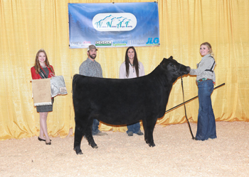 Owned Reserve Junior Heifer Calf - Division 1