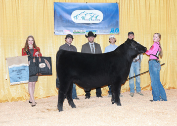 Grand Champion Steer