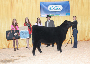 Grand Champion Bred-and-owned Female