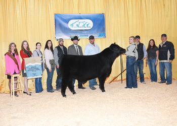 Reserve Grand Champion Bred-and-owned Bull