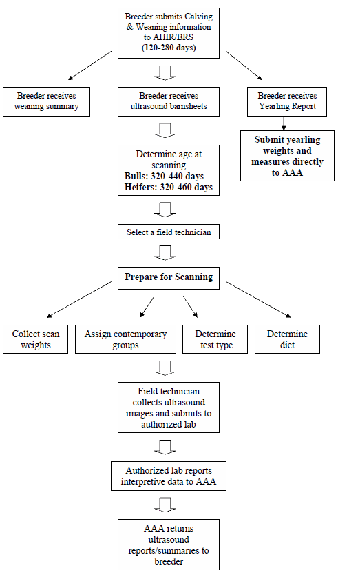 Ultrasound Flow Chart