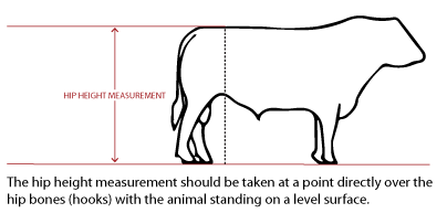 Height Measurement Graphic