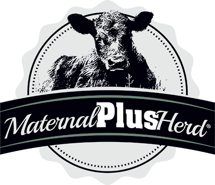 maternal plus information